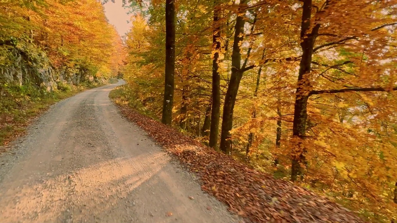 一个人在秋天阳光明媚的森林里慢跑视频下载