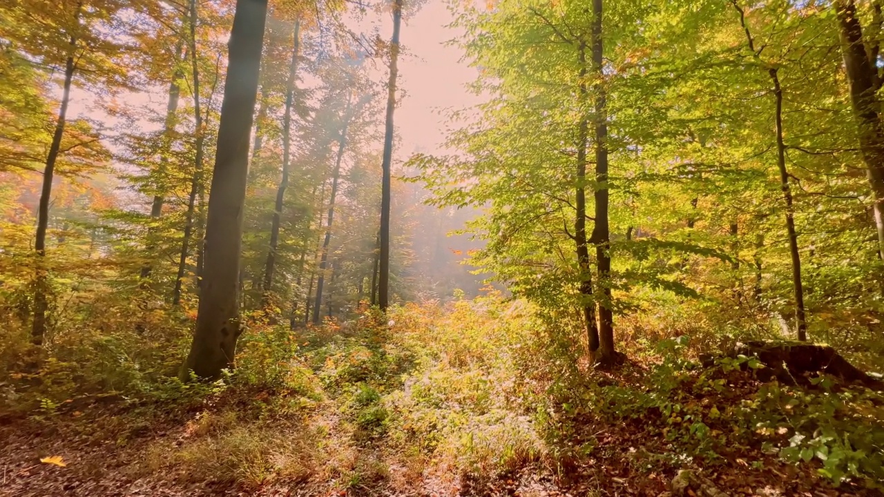 女人在阳光明媚的秋天森林里奔跑视频下载