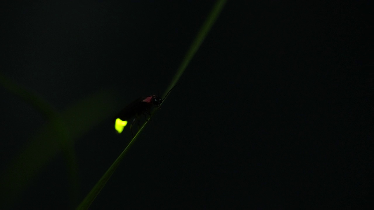 萤火虫。萤火虫粘在树叶上，拼命地发光。视频下载