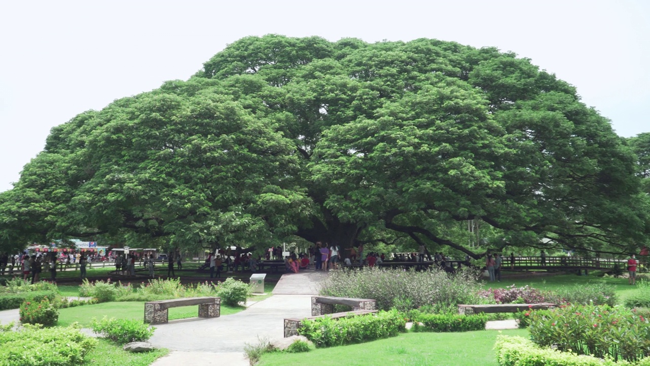 泰国北碧府，游客们正在参观巨大的沙门树，这棵最大的雨树已有100多年的历史视频下载