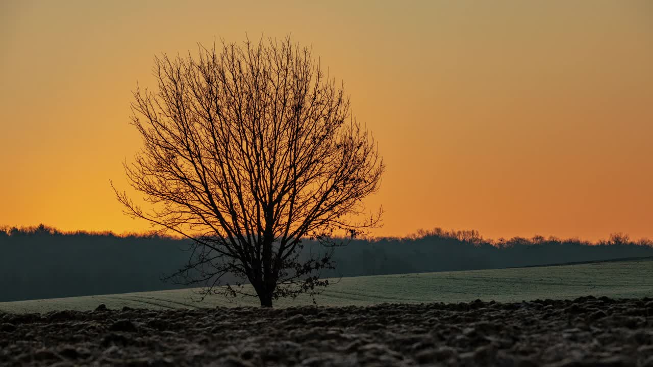 日出时，一棵孤零零的树伫立在犁过的田野边缘视频下载