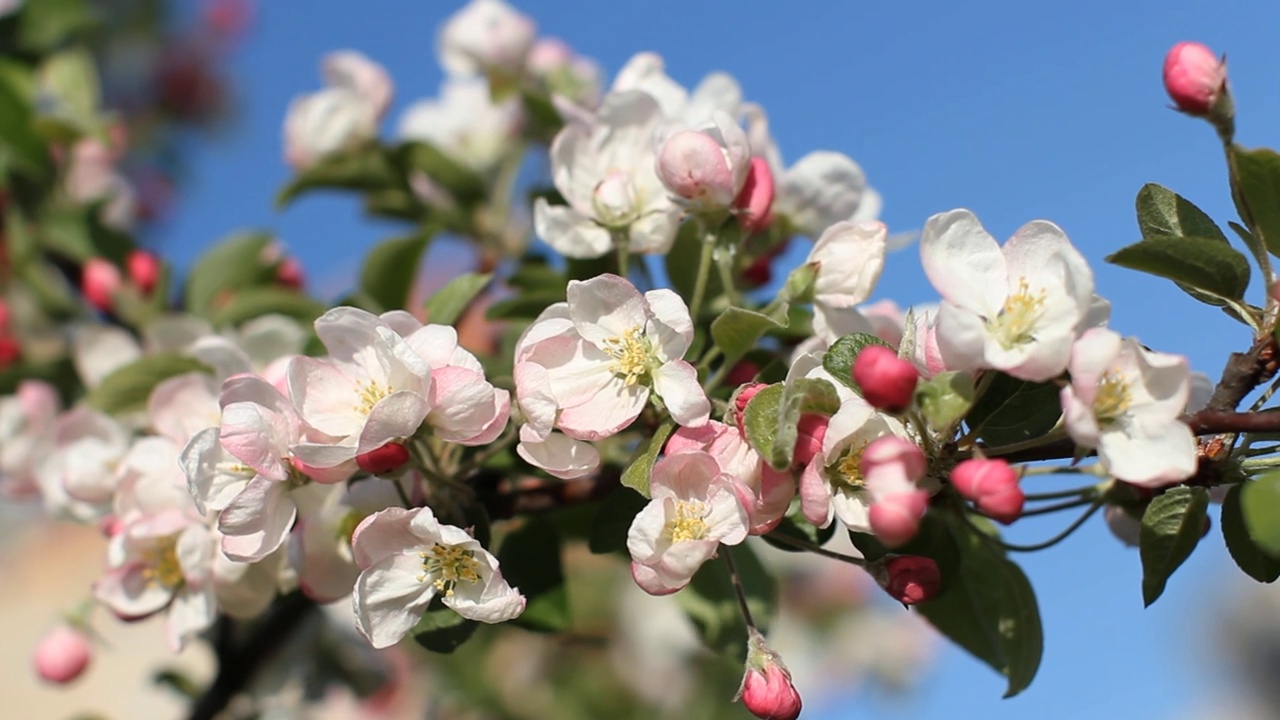 苹果树上开着白色和粉红色的花。视频素材