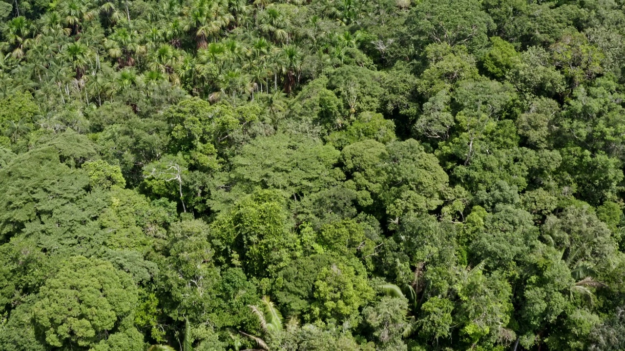 鸟瞰热带森林的树冠，有许多棕榈树视频素材