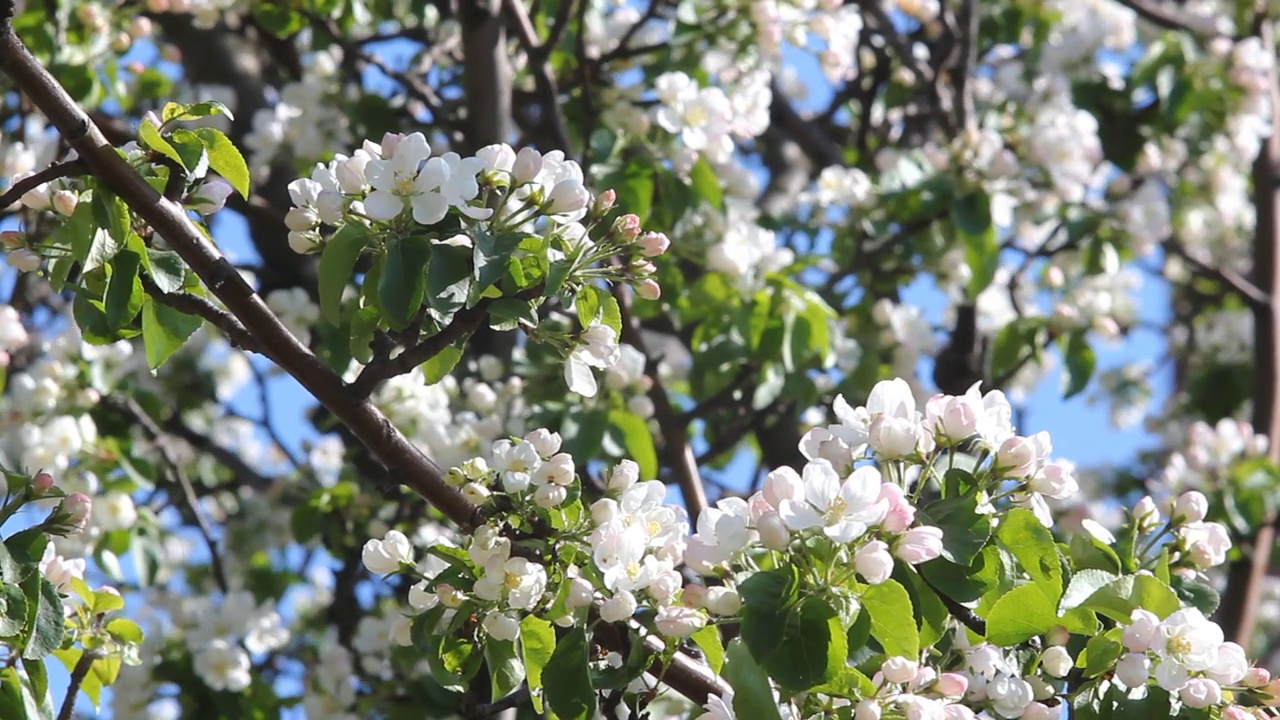 苹果树上开着白色和粉红色的花。视频素材