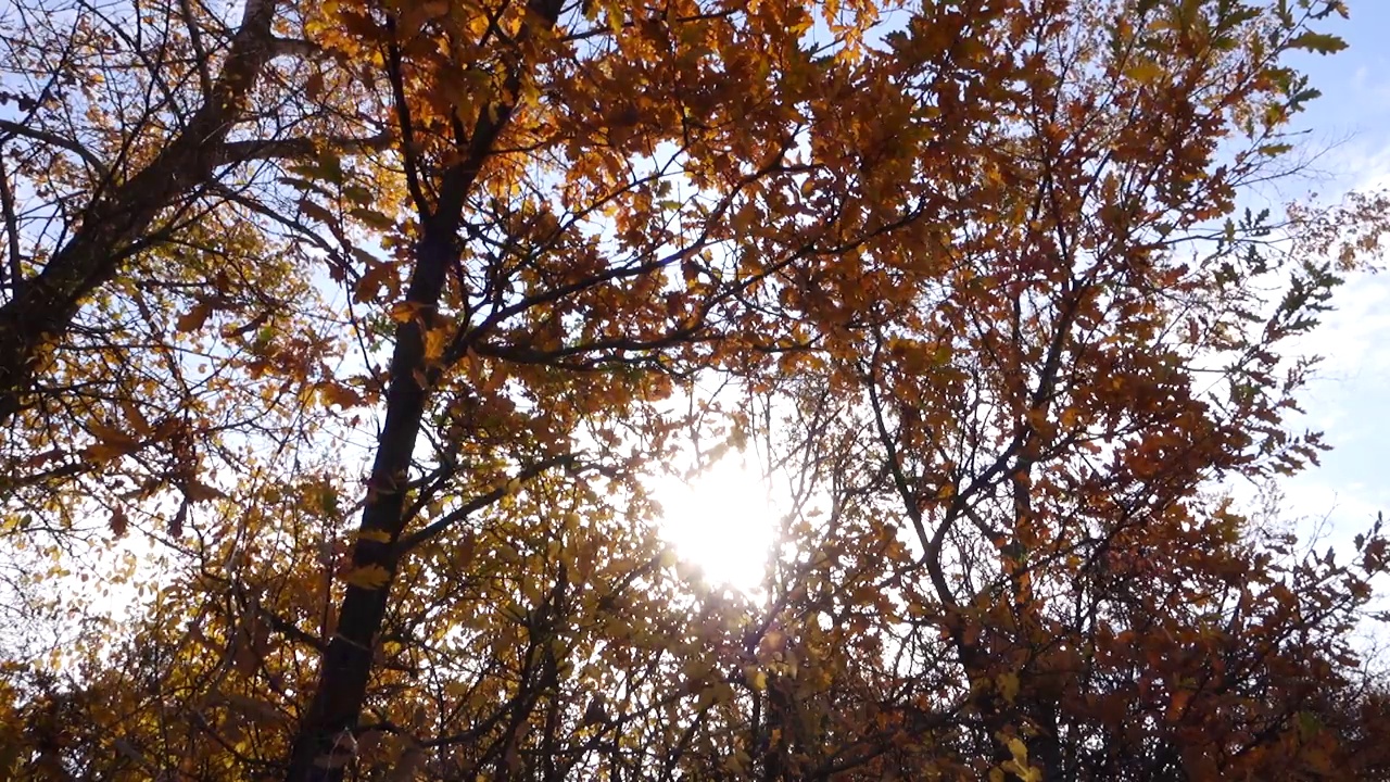秋天，树叶从橡树上飘落。视频素材