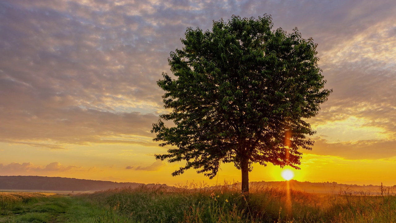 日出时，草地上一棵孤零零的树上的卷积云视频下载