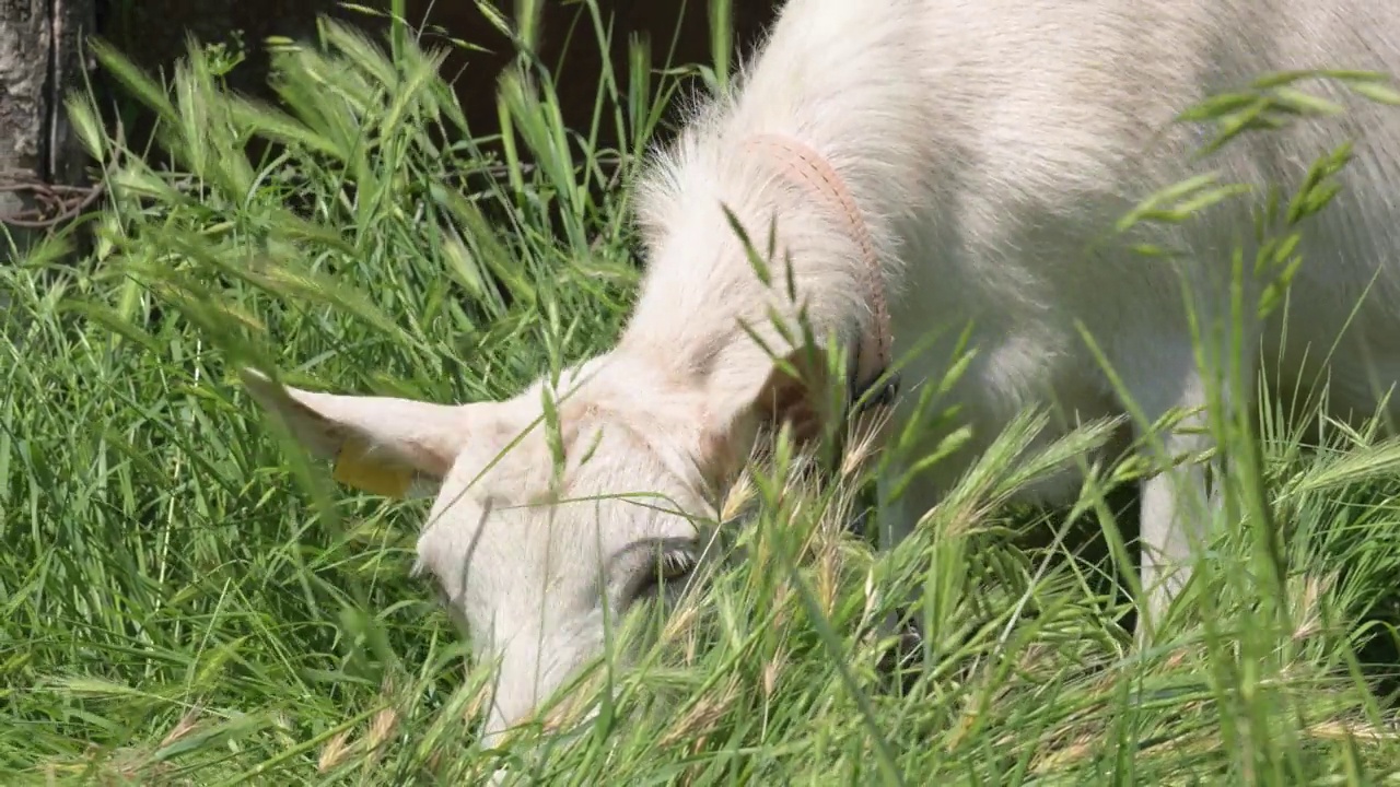 在一个阳光明媚的日子里，戴着项圈的白羊在乡村栅栏旁的绿草地上吃草。农业和畜牧业的概念特写视频下载