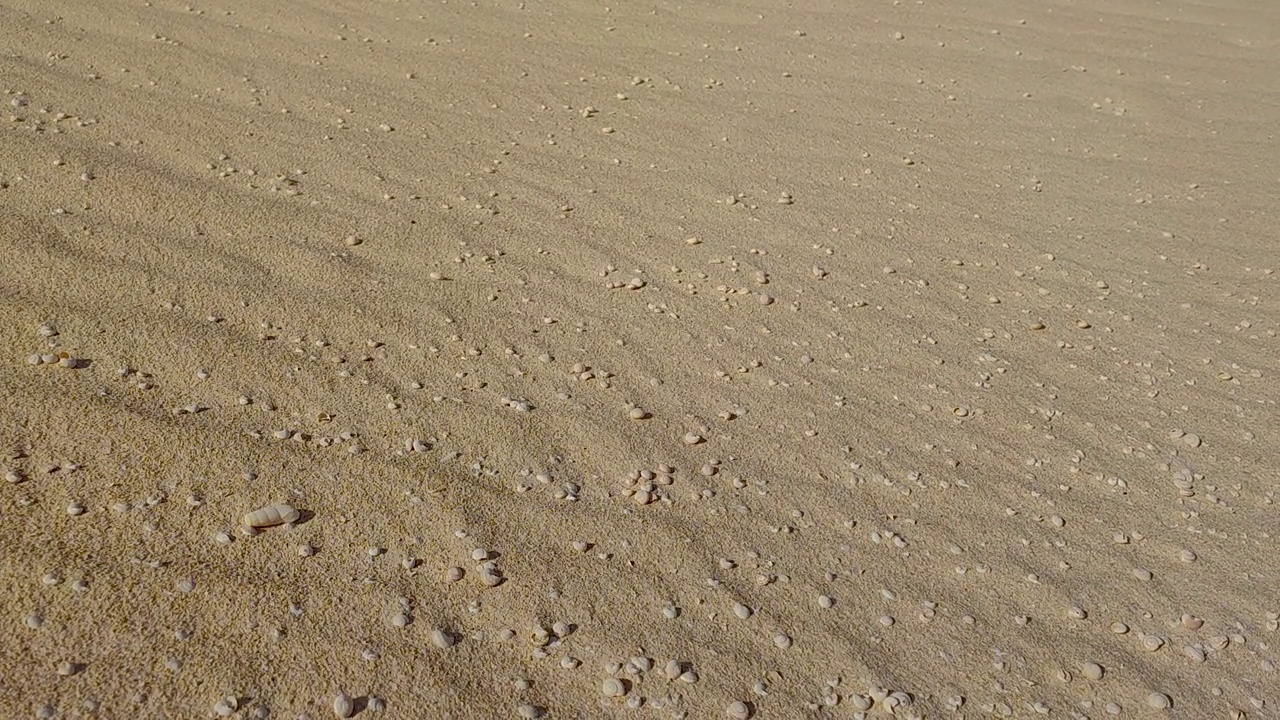 死蜗牛在沙漠的沙子和风在富埃特文图拉金丝雀群岛视频下载