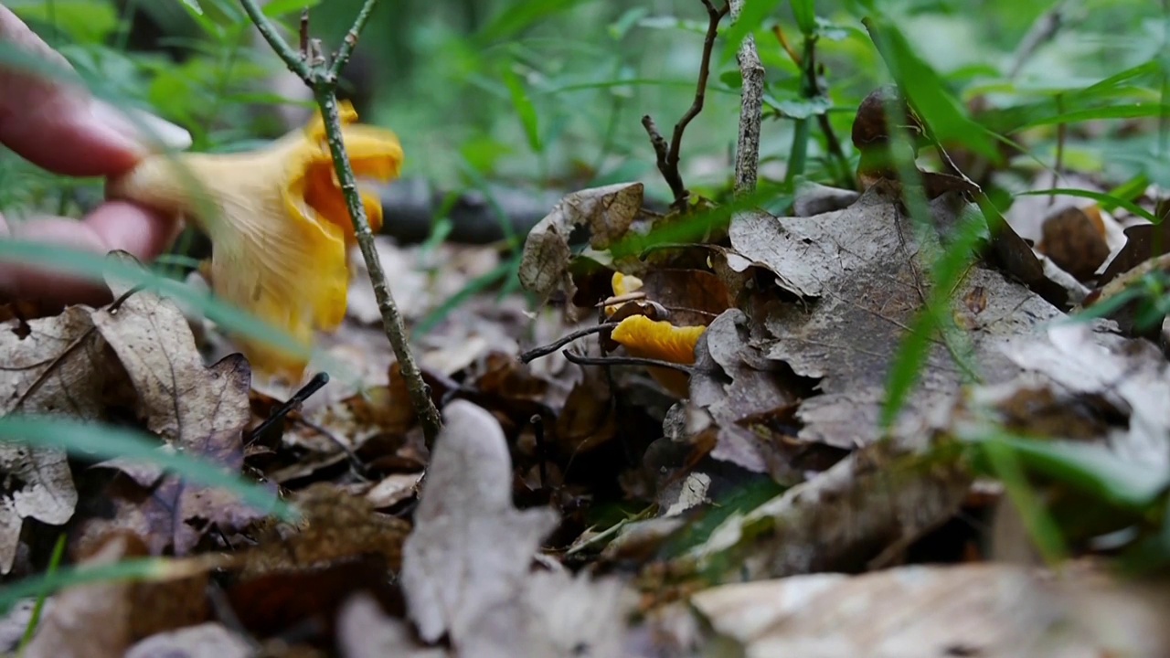 女人的手采集蘑菇下的枯叶，落在森林里视频下载
