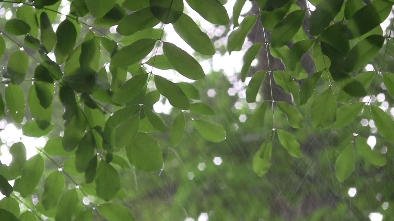 大雨在绿色的森林里视频素材