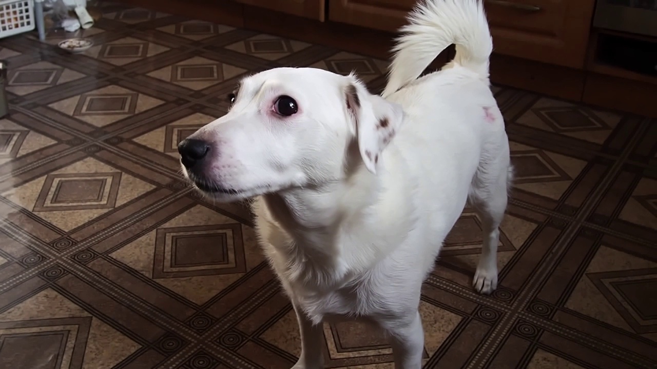 杰克罗素梗狗的肖像。视频素材