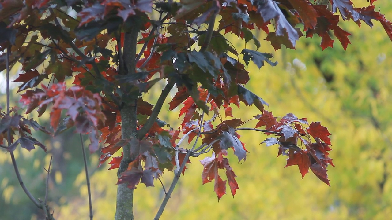 枫叶以红叶为背景的秋天公园。视频素材