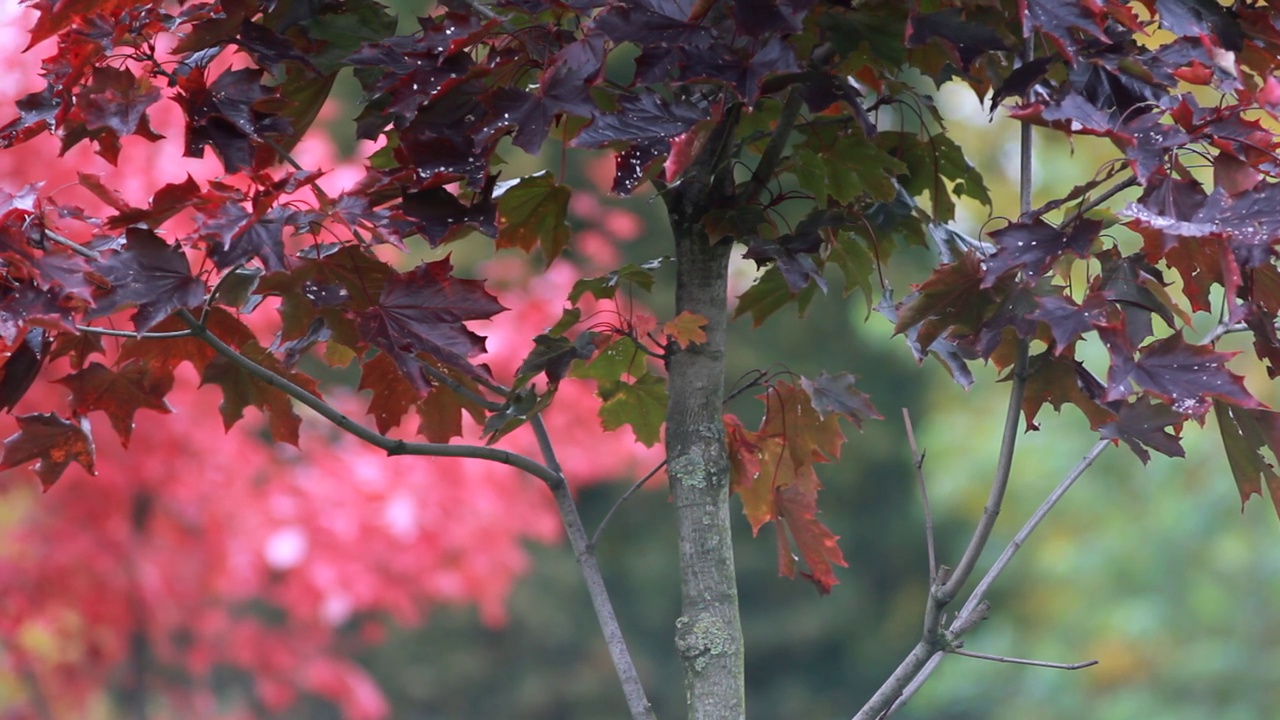 枫叶以红叶为背景的秋天公园。视频素材