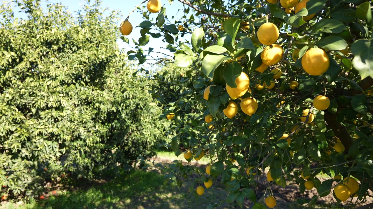 一串新鲜成熟的柠檬放在柠檬树枝上视频素材