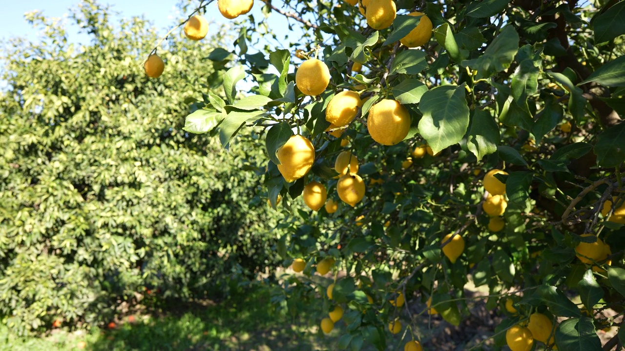 一串新鲜成熟的柠檬放在柠檬树枝上视频素材