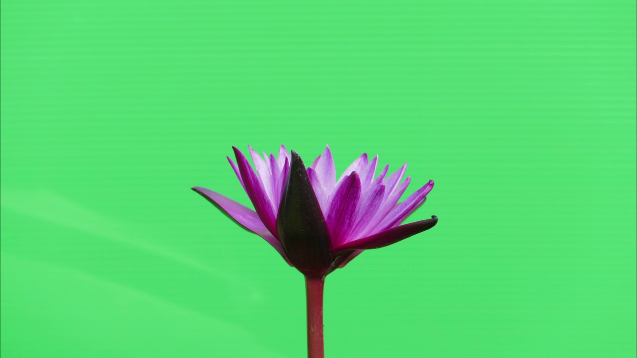 粉红色的睡莲在绿色的背景下绽放。视频下载