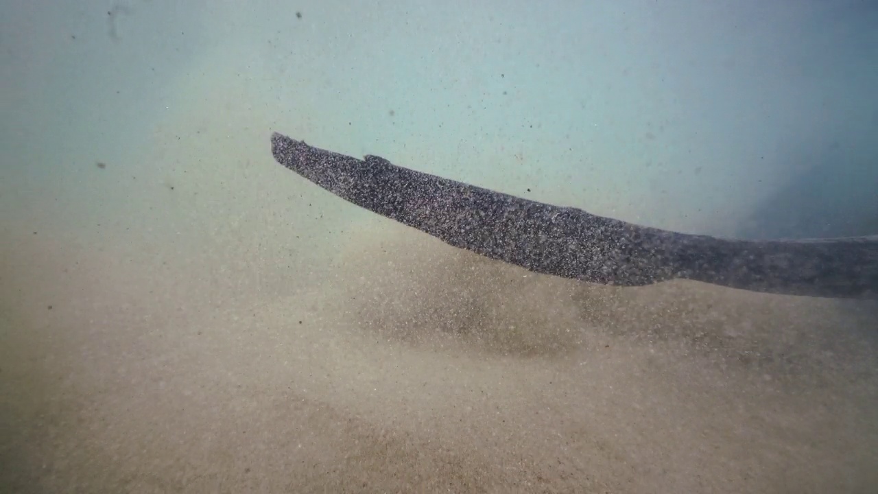 短尾黄貂鱼和南鹰鳐在镜头前极浅的水中。视频下载