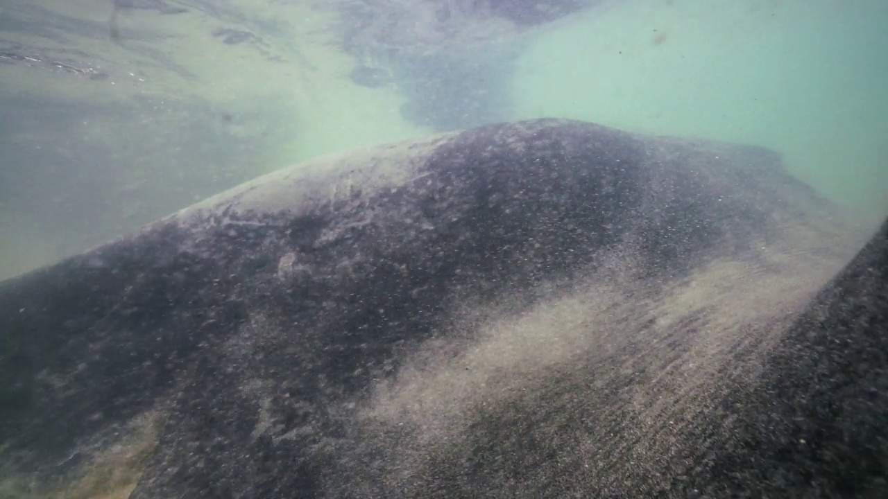 短尾黄貂鱼和南鹰鳐在很浅的水中几乎在镜头前相撞。视频下载