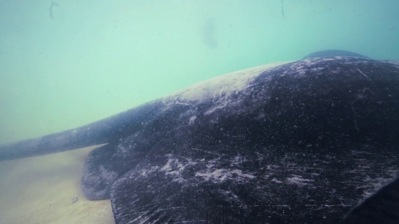 短尾黄貂鱼在非常浅的水中直接游向摄像机。视频下载