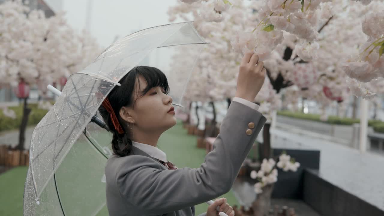 穿着校服的日本女学生撑着透明的雨伞在雨中看桃花视频下载
