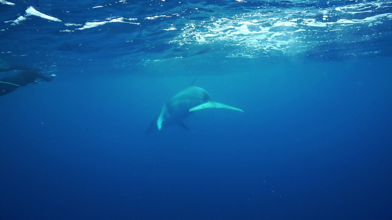 在水面上游动的小须鲸。视频下载