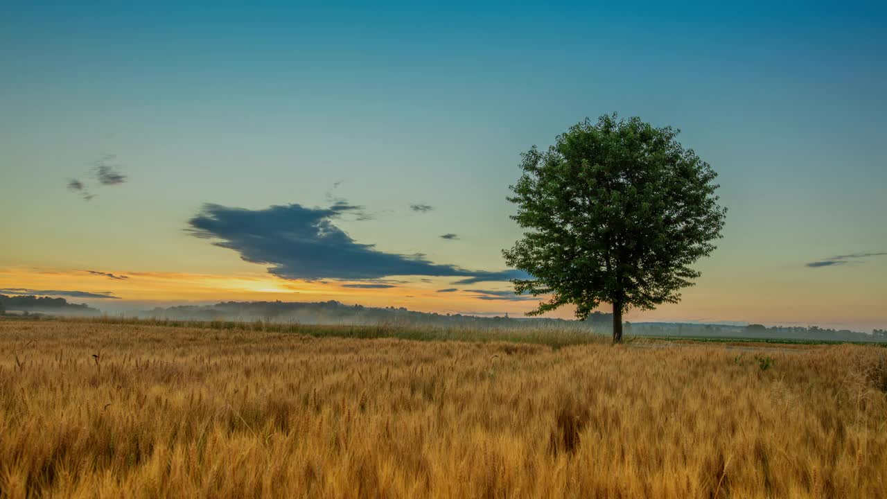 太阳升起时，麦田中央的一棵孤零零的树视频素材