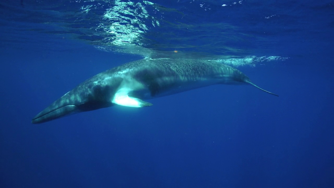 小须鲸游到水面上吐气。视频下载