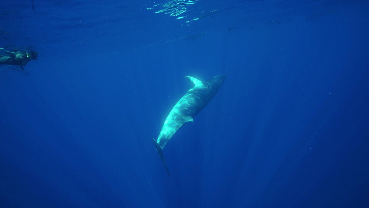 小须鲸游向镜头。视频素材