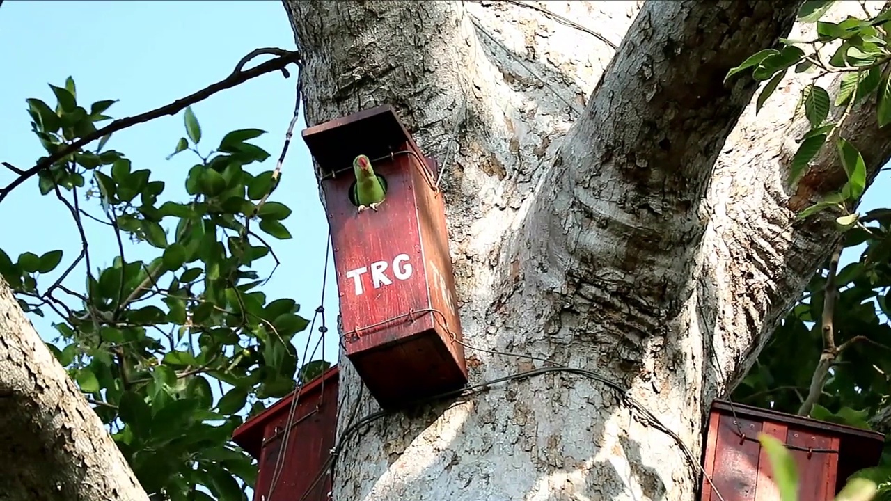 一个可爱的雌性亚历山大长尾小鹦鹉在树脂树上的树屋等待东西的镜头视频素材