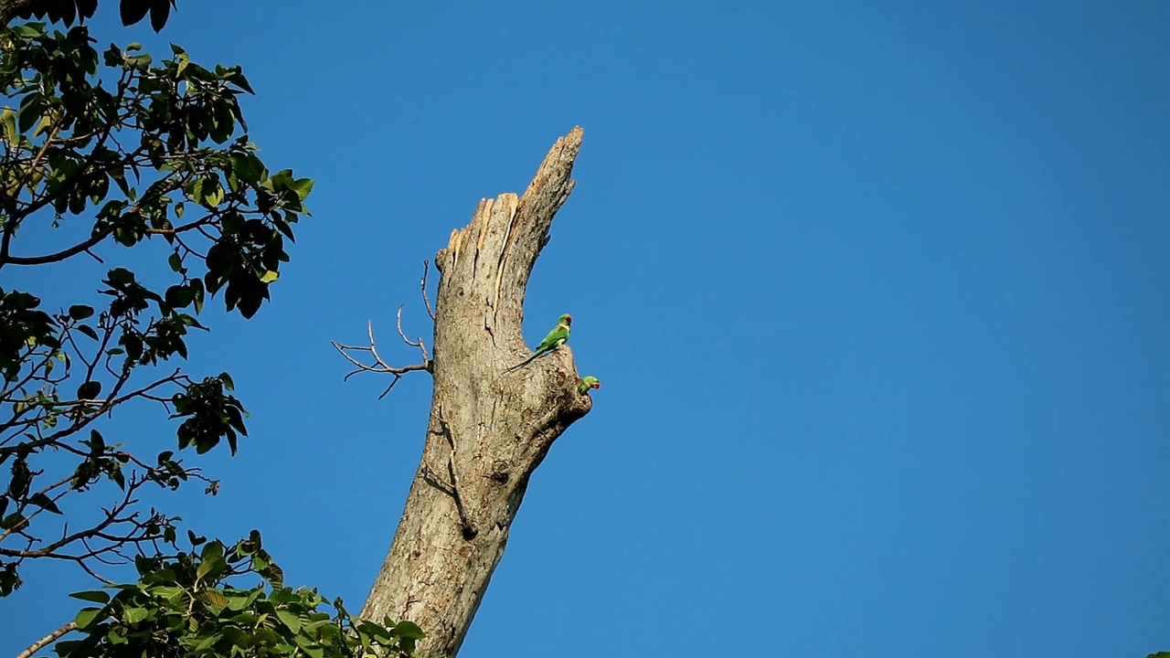 可爱的亚历山大长尾小鹦鹉夫妇在树脂树上放松的镜头视频素材