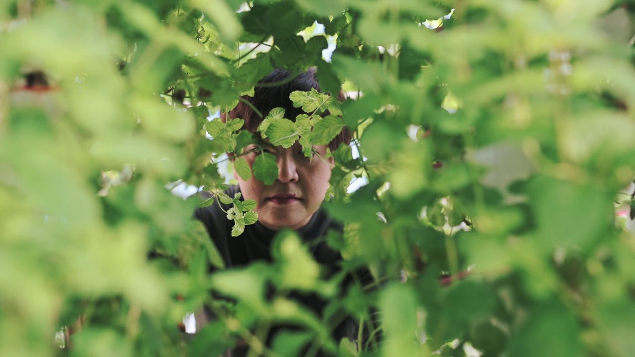 亚洲中国妇女在大棚水培垂直农场生态系统中收获薄荷树叶在早上用剪刀剪视频下载