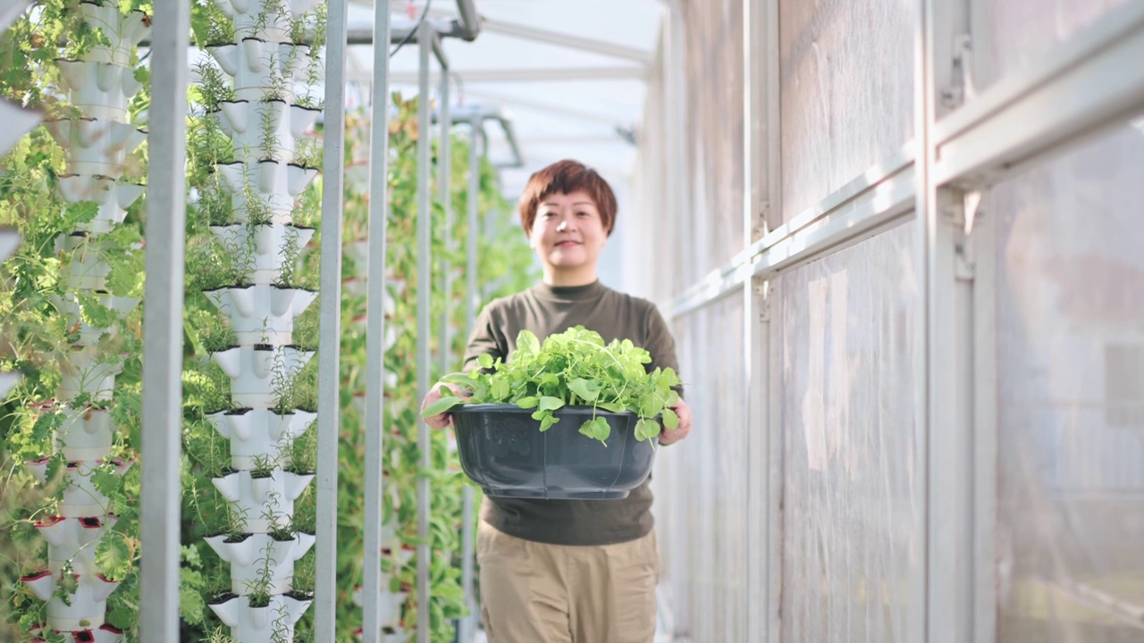 快乐的亚裔中国妇女拿着收获的羽衣甘蓝，看着镜头微笑着站在温室水培垂直农场生态系统的蔬菜植物前视频下载