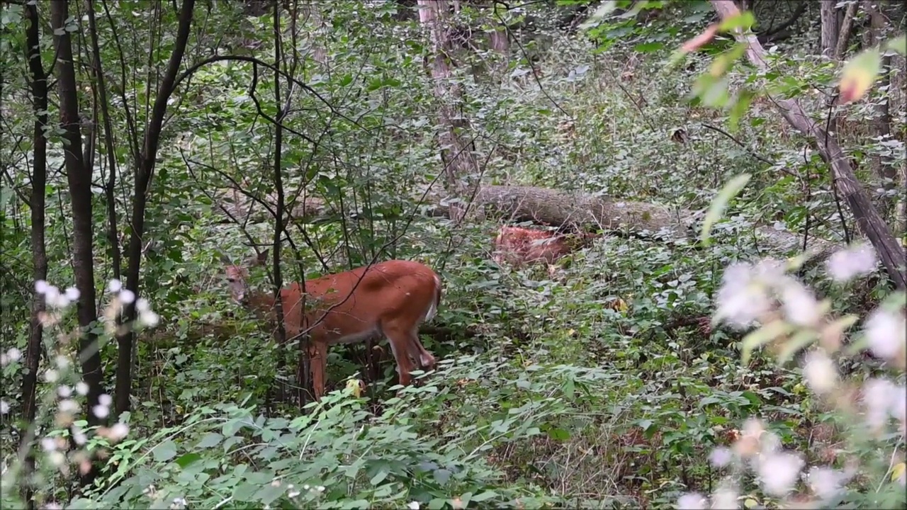森林里的母鹿和小鹿视频素材