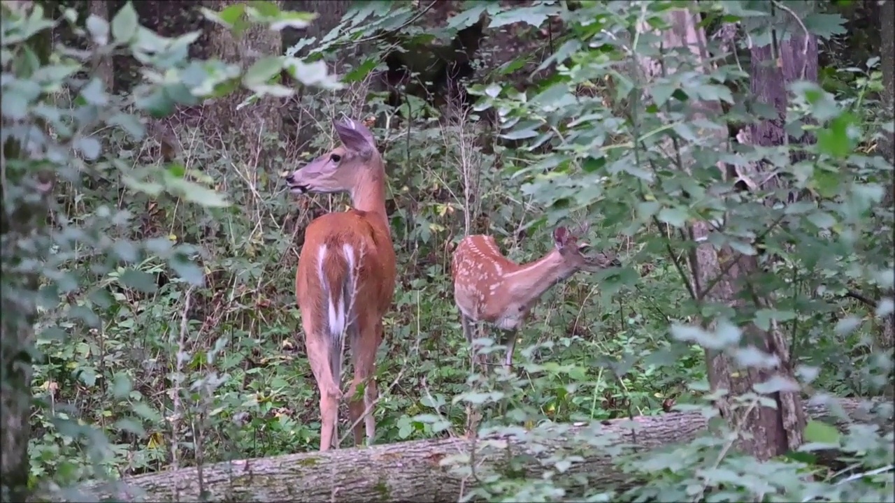 森林里的母鹿和小鹿视频素材
