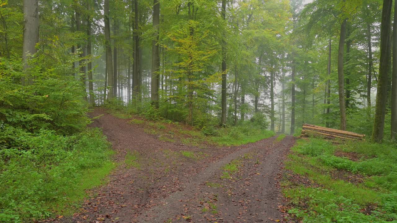 德国巴伐利亚州斯帕萨特，雾霾早晨，森林中的小径视频下载
