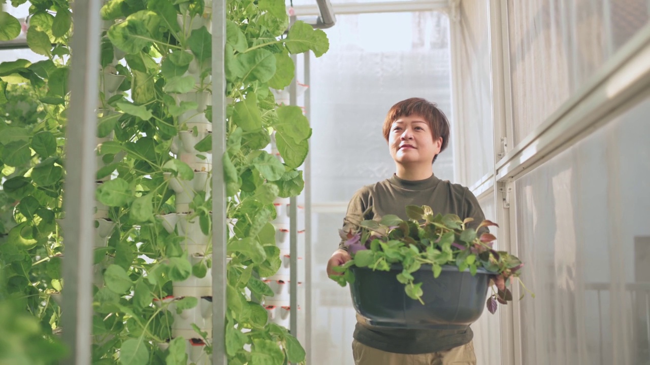 快乐的亚洲中国妇女拿着容器收获的冲绳菠菜看着相机微笑在蔬菜植物在温室水培垂直农场生态系统视频下载