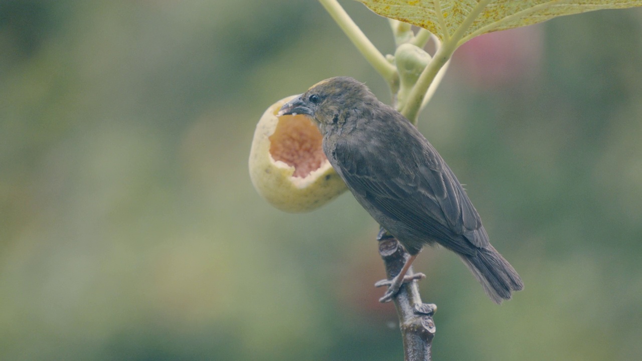 一只鸟在树上摘水果的细节镜头视频下载