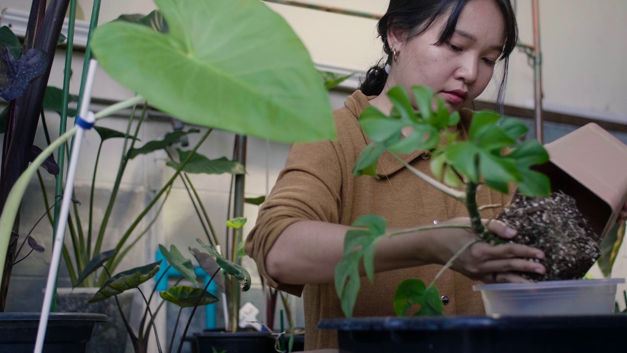 一名年轻的亚洲女子正在悠闲地照料她的盆栽植物。视频下载