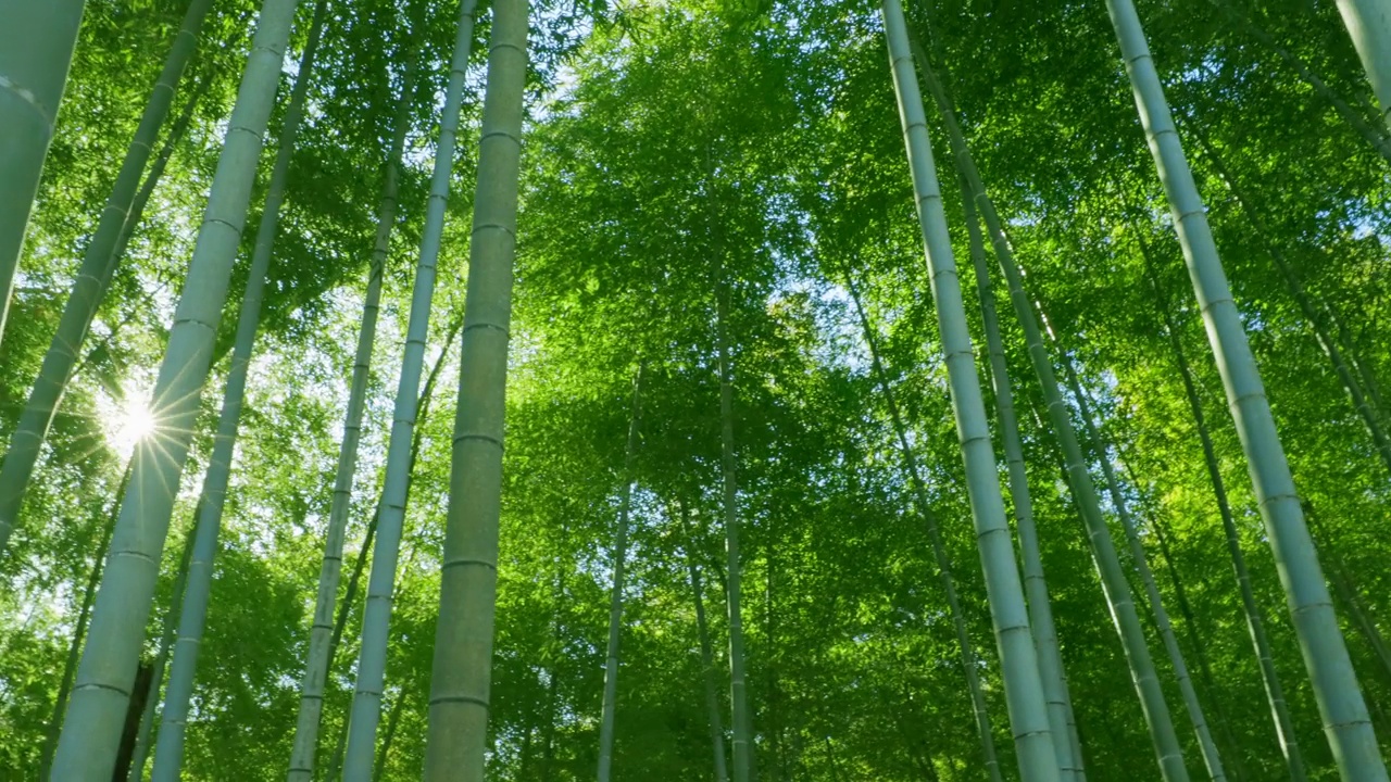 绿油油的竹林，阳光普照视频下载