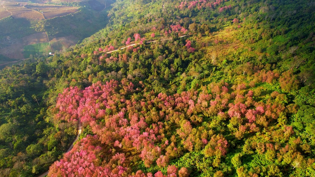 泰国北部热带森林中盛开的樱桃树。4K鸟瞰图镜头，泰国视频素材