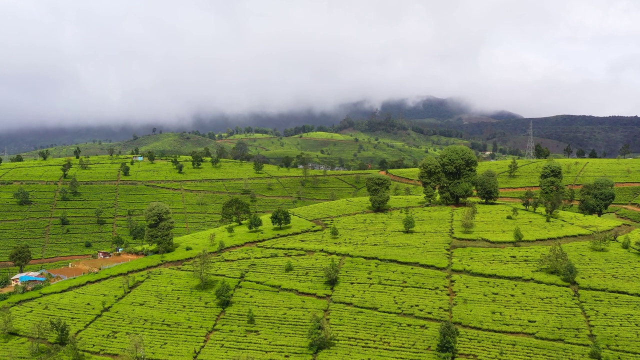 斯里兰卡的茶园。高山茶园视频素材