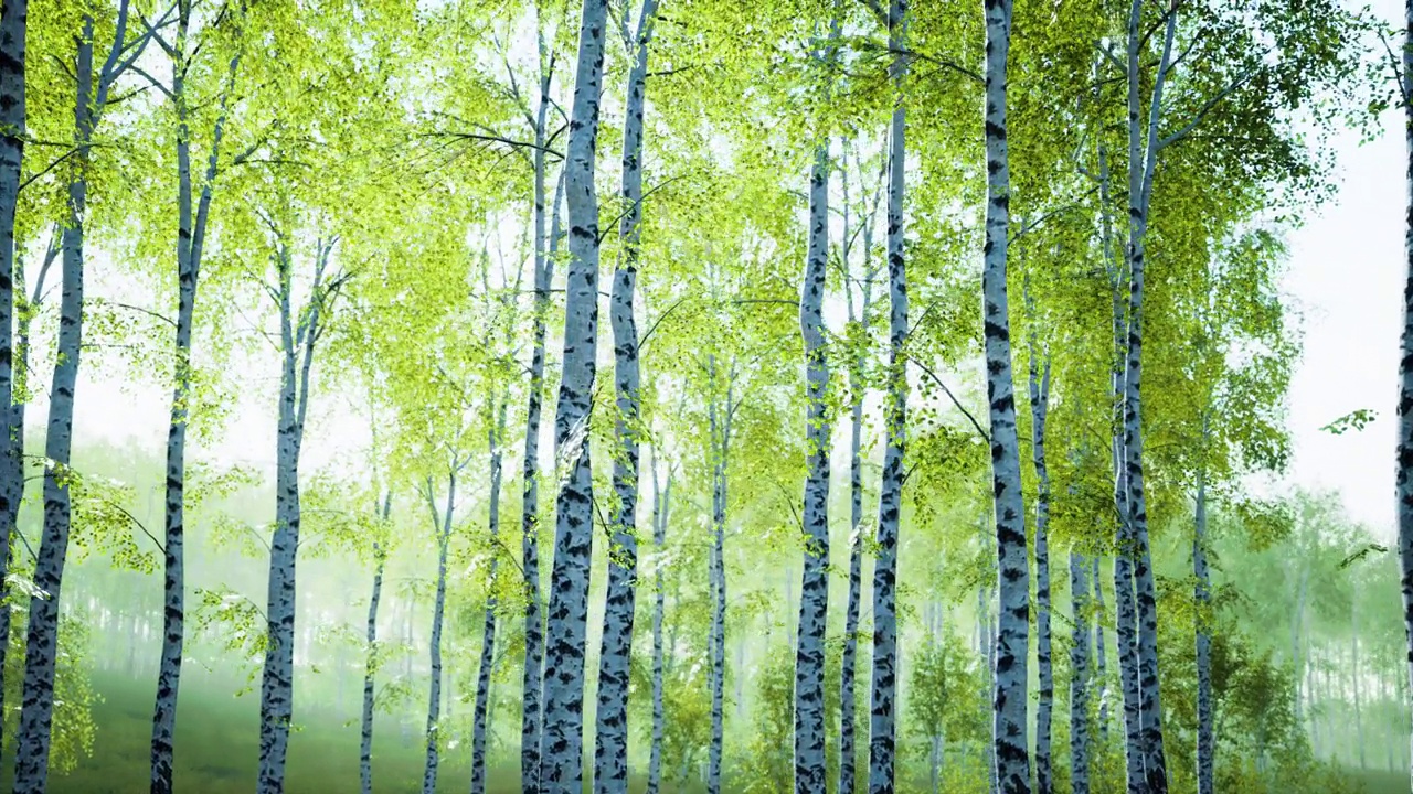 白桦树在夏天的森林里视频素材