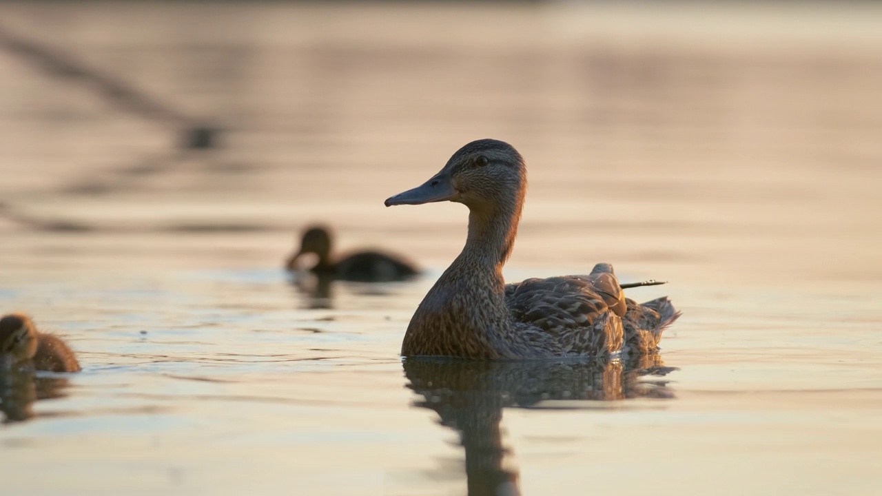 在明亮的夕阳下，一群野鸭妈妈和她的孩子在湖面上游泳。观鸟的概念视频下载
