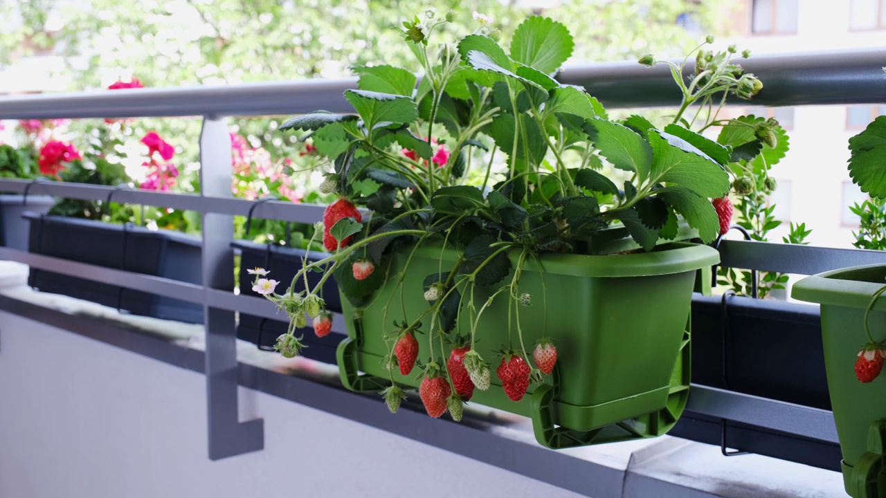 在家里的阳台上种植有机草莓。花盆里的成熟草莓丛。视频素材