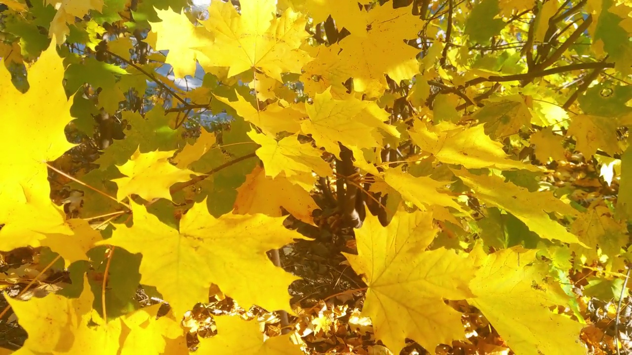 秋天的树林里，黄色的枫叶在风中摇曳视频素材