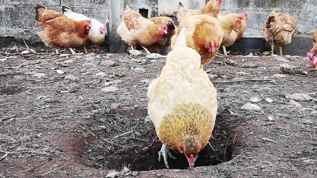 一只母鸡在有机农场的洞里寻找食物。视频下载