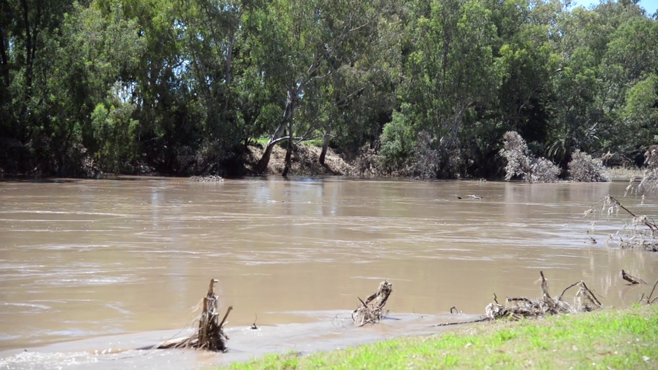 河水泛滥，漂浮着原木视频下载