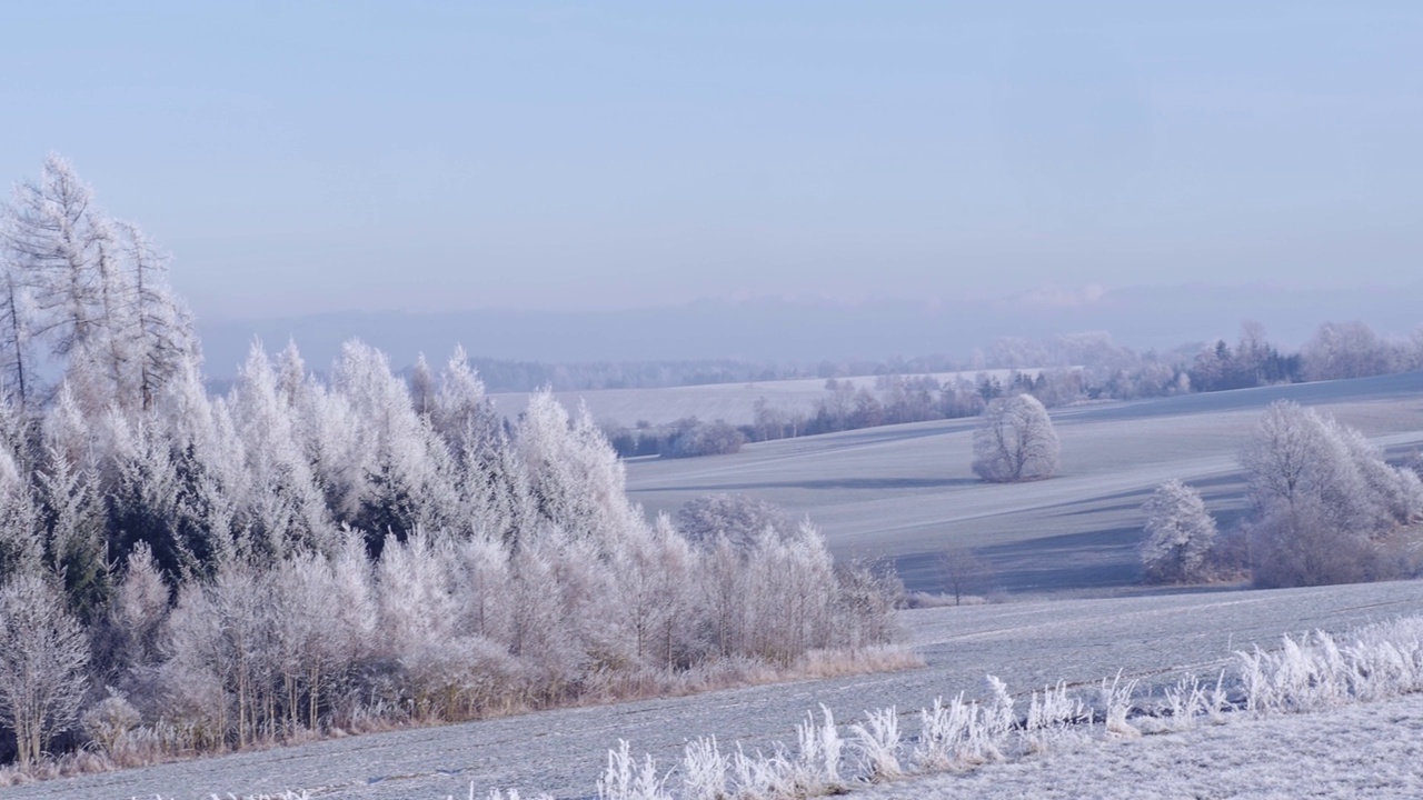 田野里有冰冻的树木和蔚蓝的天空视频下载