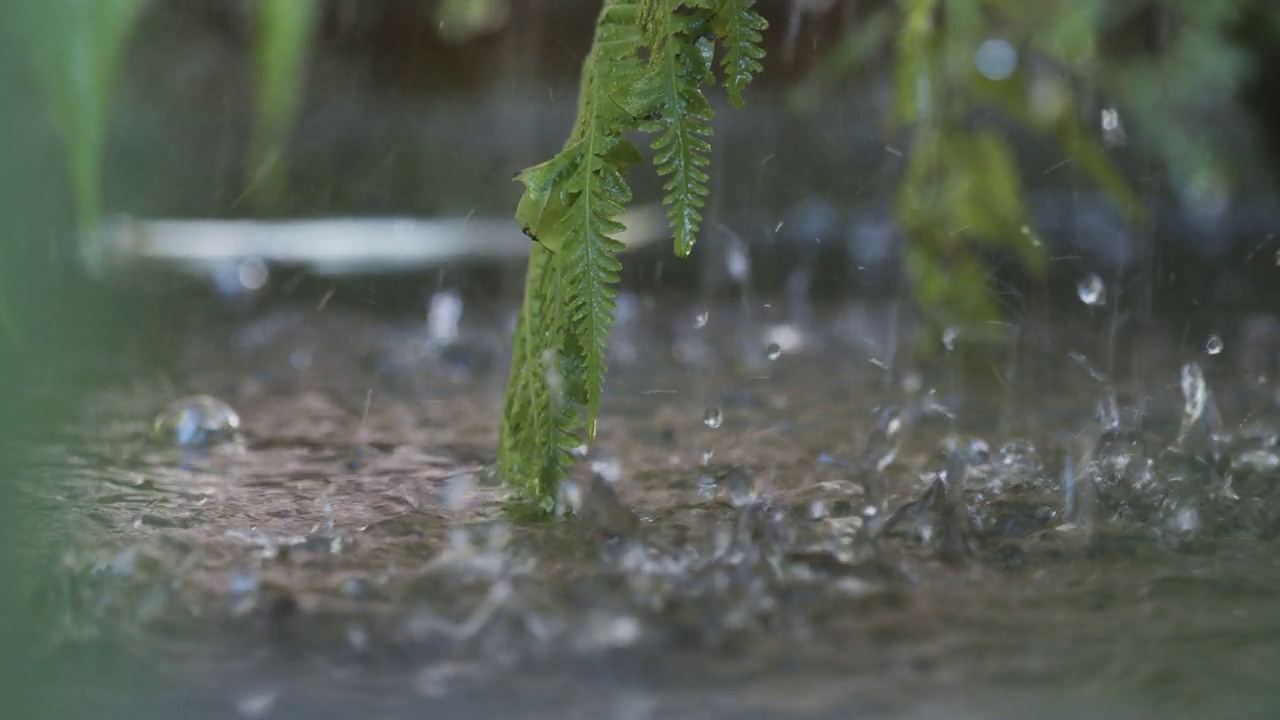 雨水带着葱翠的蕨类植物落在水面上视频购买