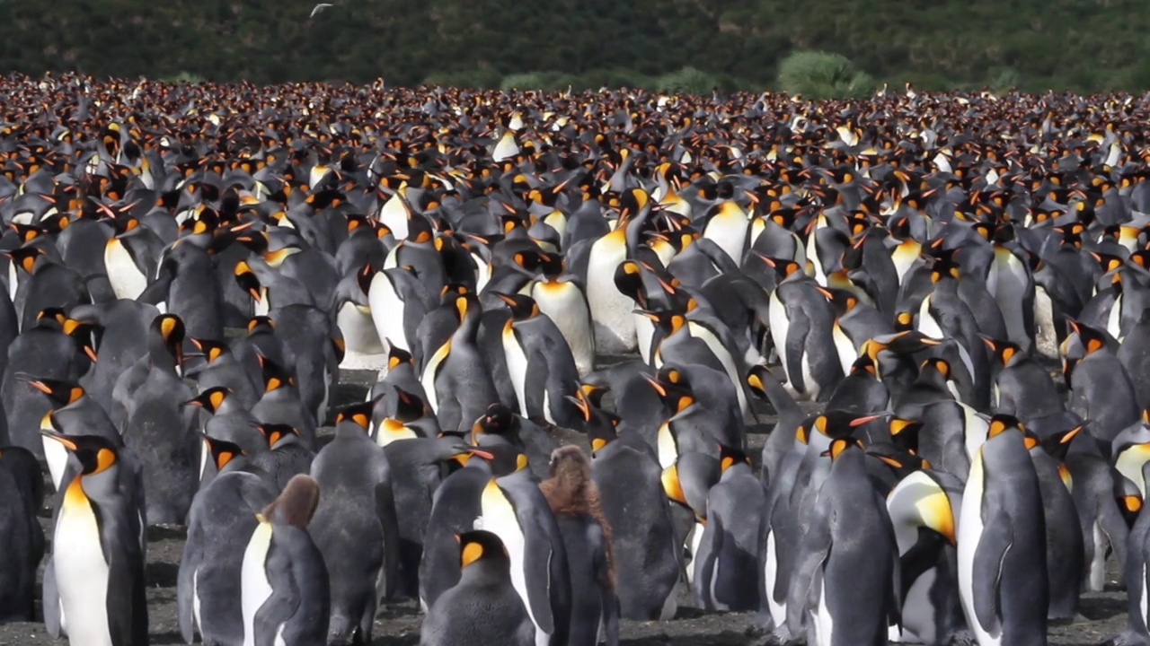 帝企鹅和小企鹅在南极洲的聚居地视频下载